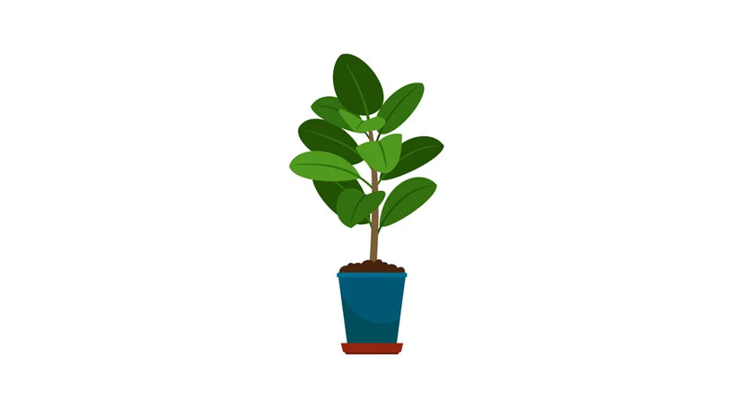 Picture of a house plant that offers mental health benefits